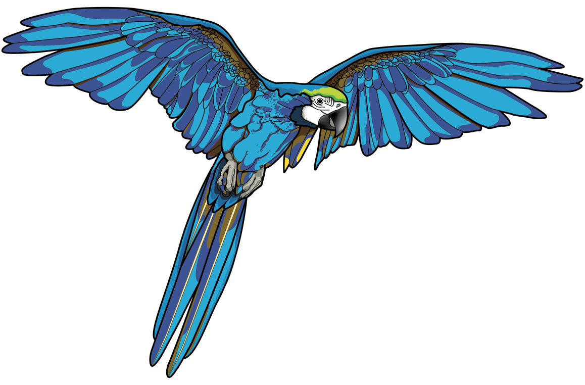 Papagei Friseursalon Pirate Haircut