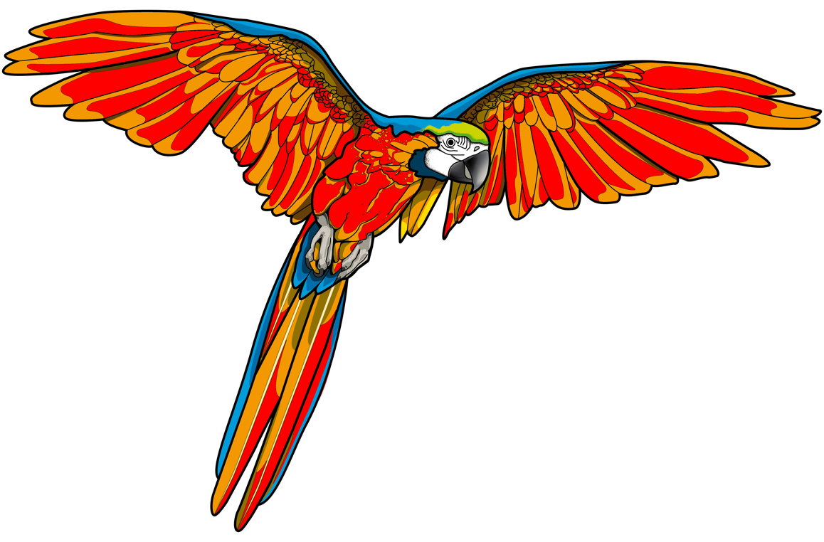 Piraten Papagei Pirate Haicut